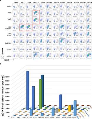 Multimericity Amplifies the Synergy of BCR and TLR4 for B Cell Activation and Antibody Class Switching